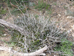 Sarcomphalus obtusifolius canescens