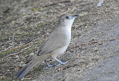 Phacellodomus rufifrons