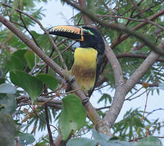 Pteroglossus inscriptus