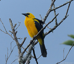 Gymnomystax mexicanus