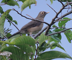 Turdus nudigenis