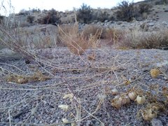 Physalis hederifolia