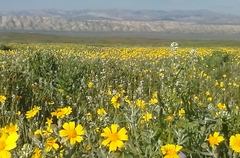 Monolopia lanceolata