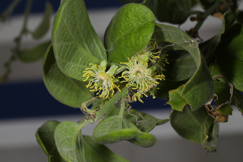 whiteflower passionflower (Passiflora multiflora)