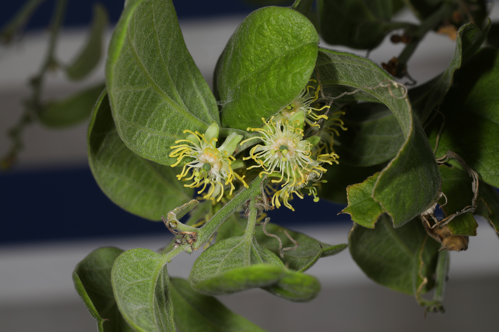 Passiflora multiflora