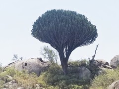 Euphorbia candelabrum