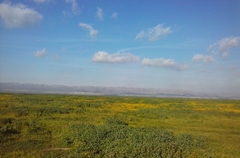 Monolopia lanceolata