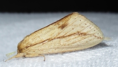 Saliocleta postica
