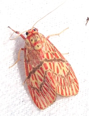 Barsine cornicornutata