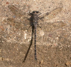 Tachopteryx thoreyi