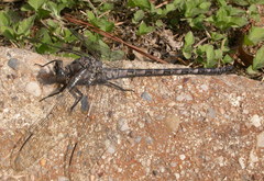 Tachopteryx thoreyi