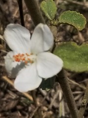 Hibiscus flavifolius