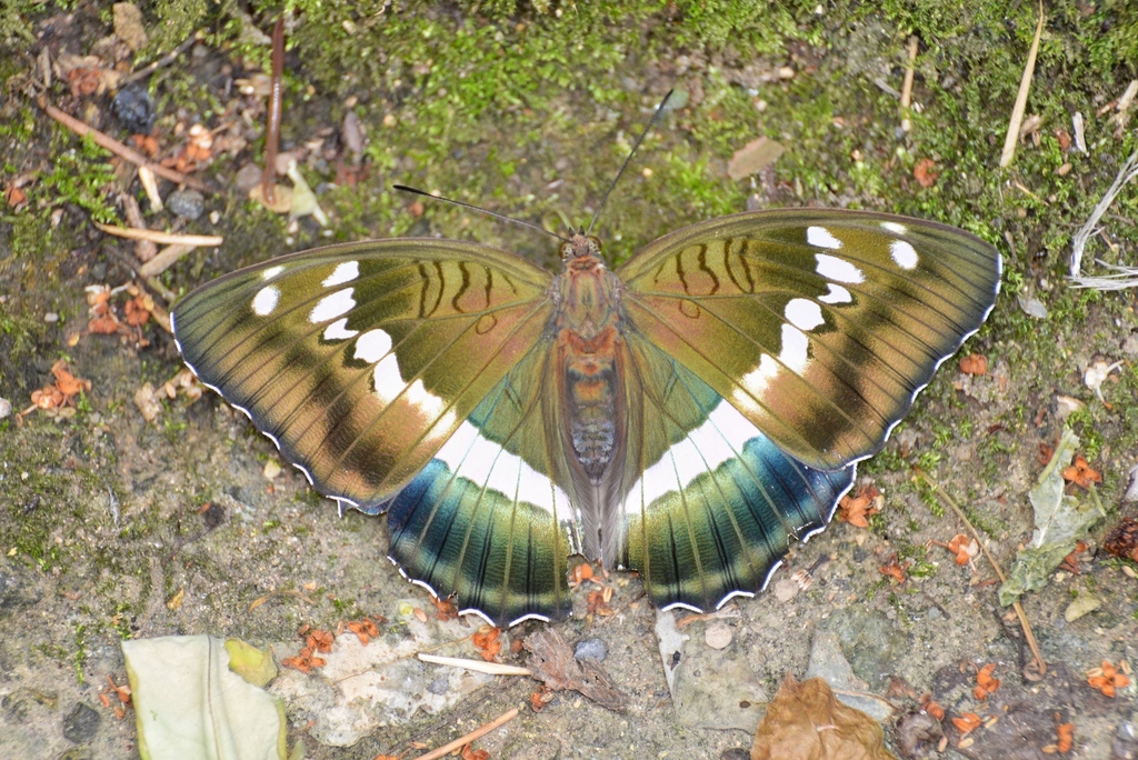 Euthalia rickettsi