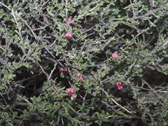 Indigofera obcordata