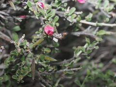 Indigofera obcordata