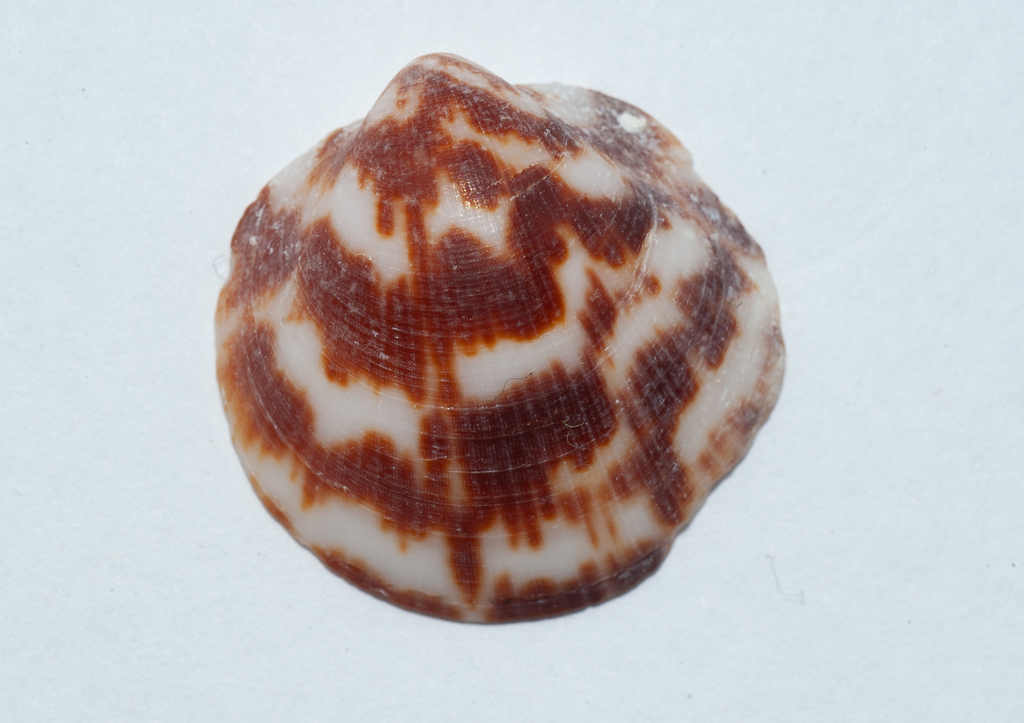 Atlantic bittersweet clam