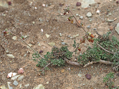 Hermannia pulverata