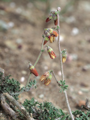 Hermannia pulverata