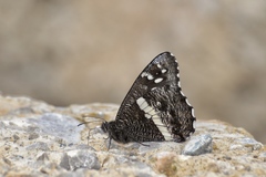 Aulocera jingxiaomeiae