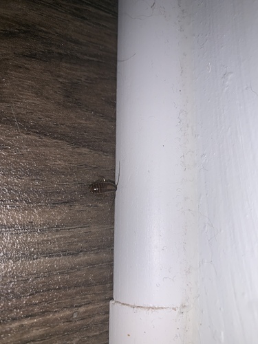 Blattellidae