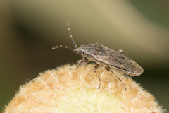 Rhypodes