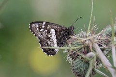 Aulocera jingxiaomeiae