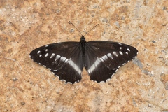 Aulocera jingxiaomeiae