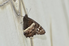 Aulocera jingxiaomeiae