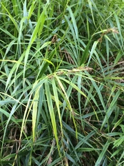 Scleria angusta