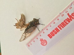 Macrotristria angularis