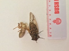 Macrotristria angularis