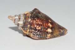 Strombidae