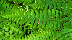 Pteridium aquilinum image