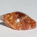 Glossy Dovesnail - Photo (c) Wayne Fidler, some rights reserved (CC BY-NC), uploaded by Wayne Fidler