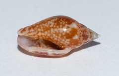 Nitidella nitida