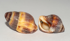Leucozonia leucozonalis