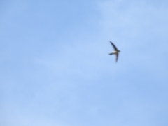 Aerodramus terraereginae