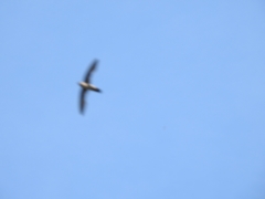 Aerodramus terraereginae