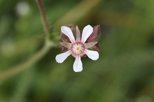purple horkeliella (Horkeliella purpurascens)