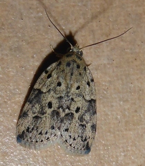 Giaura multipunctata