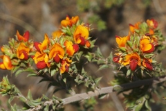 Pultenaea procumbens