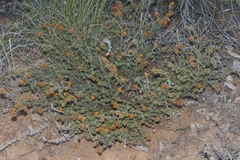 Pultenaea procumbens