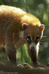 Nasua narica yucatanica