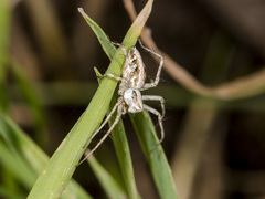 Oxyopes globifer