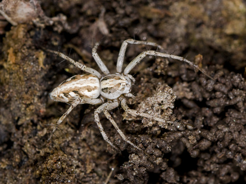 Oxyopes globifer