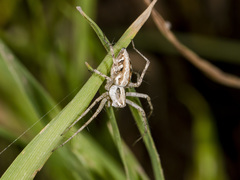 Oxyopes globifer