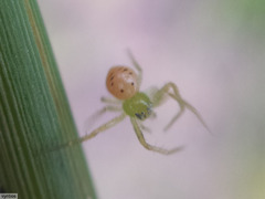 Diaea puncta