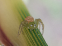 Diaea puncta