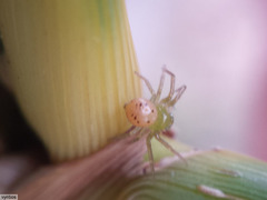 Diaea puncta