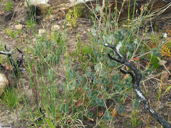 Pelargonium tabulare